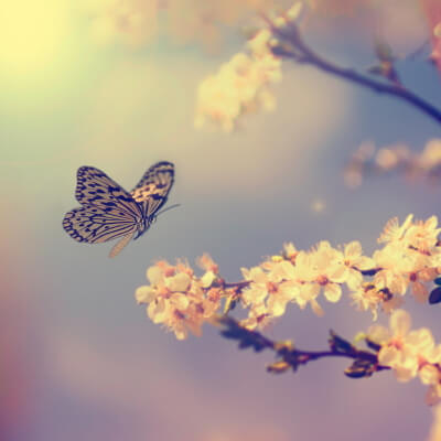 Schmetterling landet auf blühendem Baum (zarten Farbtönen)